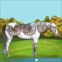 Horse Color:White Spotted Brown Splash Appaloosa Rabicano