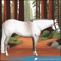 Horse Color:Gray Silver Classic Champagne 