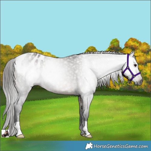 Horse Color:Gray Brown Dun Appaloosa Rabicano 