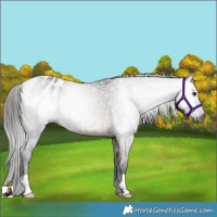 Horse Color:Gray Brown Dun Varnish Rabicano 