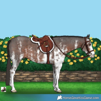 Horse Color:Liver Chestnut Sabino