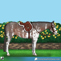 Horse Color:Liver Chestnut Sabino