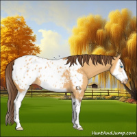 Horse Color:Buckskin Dun Splash Frame Appaloosa 