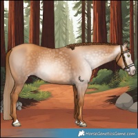 Horse Color:Gray Gold Champagne 