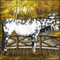 Horse Color:Gray Blue Roan Frame Leopard