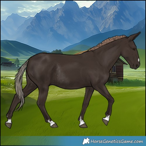 Horse Color:Liver Chestnut Rabicano