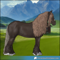 Horse Color:Liver Chestnut Rabicano