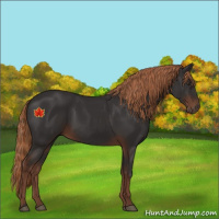 Horse Color:Liver Chestnut Rabicano 