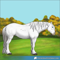 Horse Color:Liver Chestnut Frame 