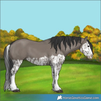 Horse Color:Grullo Sabino Splash  and Grullo Sabino Splash 