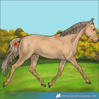 Horse Color:Unknown 