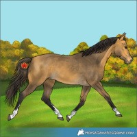 Horse Color:Unknown 
