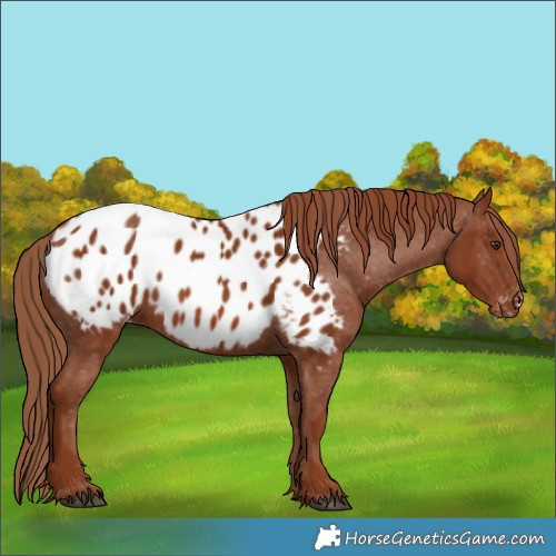 Horse Color:Chestnut Appaloosa 