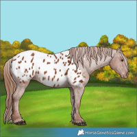 Horse Color:Chestnut Appaloosa