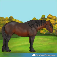 Horse Color:Bay 