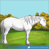 Horse Color:Liver Chestnut Frame 