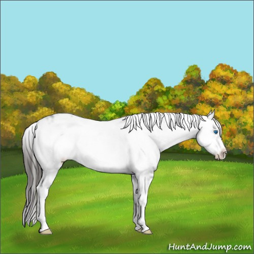 Horse Color:Liver Chestnut Frame 
