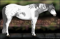 Horse Color:Blue Roan Splash Tobiano Frame Appaloosa