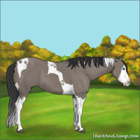 Horse Color:Grullo Splash Tobiano
