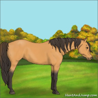 Horse Color:Buckskin 