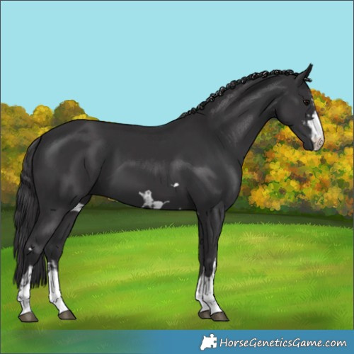 Horse Color:Black  and Smoky Black 