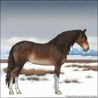 Horse Color:Liver Chestnut Sabino Tobiano
