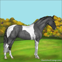 Horse Color:Blue Roan Tobiano