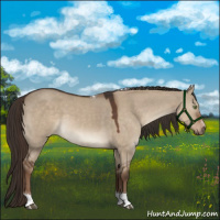 Horse Color:Liver Red Dun Sabino Tobiano Rabicano