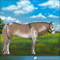 Horse Color:White Spotted Liver Red Dun Tobiano Rabicano 