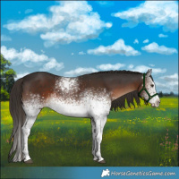 Horse Color:White Spotted Liver Chestnut Tobiano 