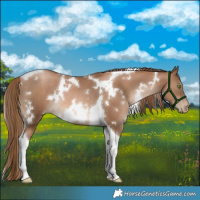 Horse Color:White Spotted Liver Chestnut Pearl Tobiano Rabicano 