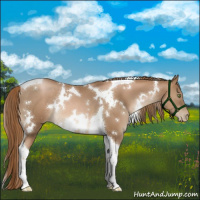 Horse Color:White Spotted Liver Chestnut Pearl Tobiano Rabicano