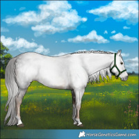 Horse Color:Gray White Spotted Liver Chestnut Tobiano Rabicano 