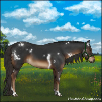 Horse Color:Gray White Spotted Liver Chestnut Tobiano Rabicano 