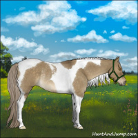 Horse Color:Chocolate Palomino Roan Dun Tobiano Rabicano