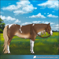 Horse Color:White Spotted Chocolate Palomino Tobiano Rabicano
