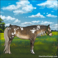 Horse Color:White Spotted Chocolate Palomino Tobiano 