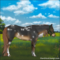 Horse Color:Gray White Spotted Chocolate Palomino Tobiano 