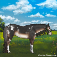 Horse Color:White Spotted Liver Chestnut Tobiano 