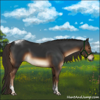 Horse Color:Gray Liver Chestnut Tobiano Rabicano