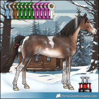 Horse Color:Liver Chestnut Sabino Tobiano 