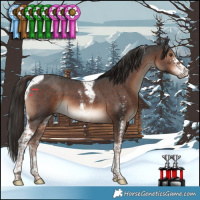 Horse Color:Liver Chestnut Sabino Tobiano 