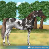 Horse Color:White Spotted Liver Chestnut Tobiano 