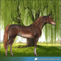 Horse Color:Liver Chestnut Tobiano 