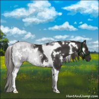 Horse Color:White Spotted Liver Chestnut Tobiano 