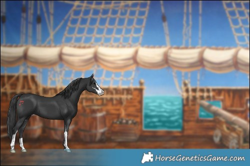 Horse Color:Black Sabino 