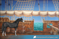 Horse Color:Black Sabino 