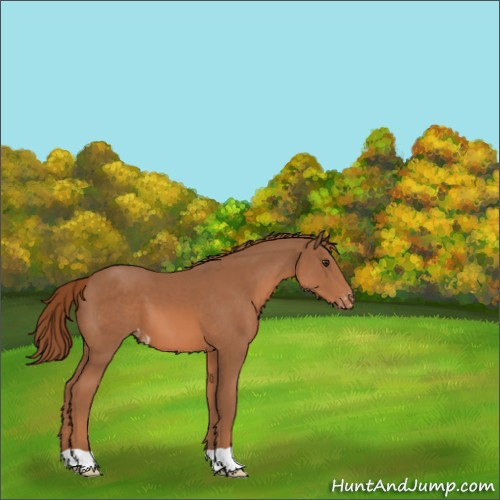 Horse Color:Chestnut Appaloosa 