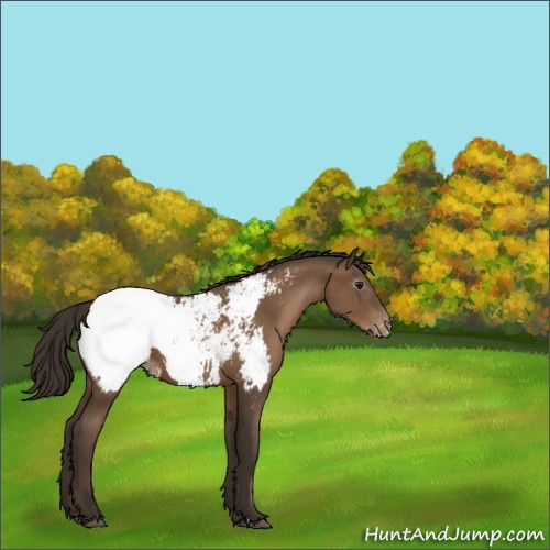Horse Color:Gray Black Pearl Appaloosa 