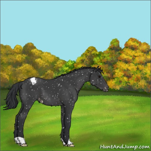 Horse Color:Black Appaloosa 